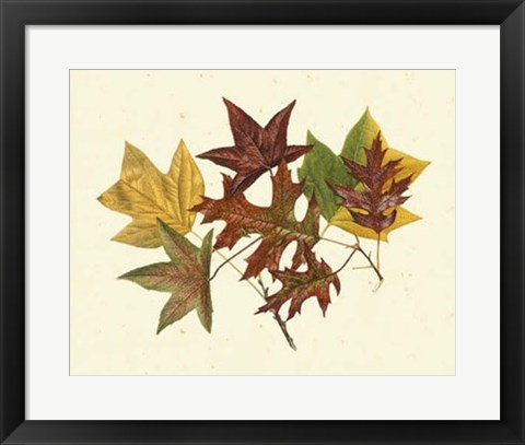 Framed Tulip Tree, Sweet Gum &amp; Scarlet Oak Print