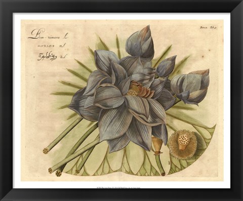 Framed Blue Lotus Flower II Print