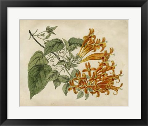 Framed Tropical Beauty III Print