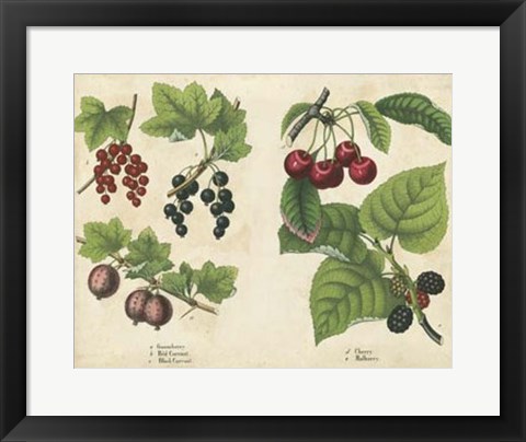 Framed Kitchen Fruits III Print
