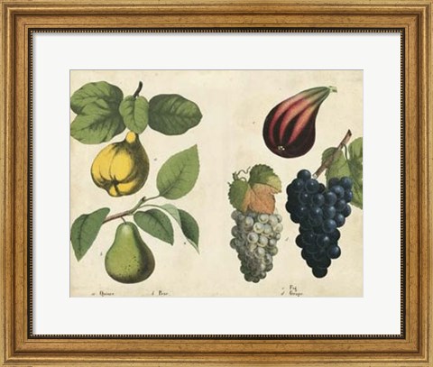 Framed Kitchen Fruits IV Print