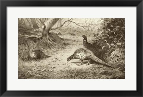 Framed Pheasant Print