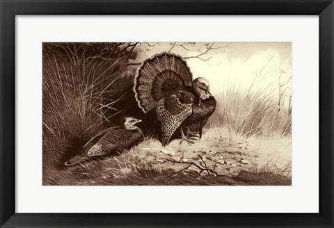 Framed Wild Turkey Print