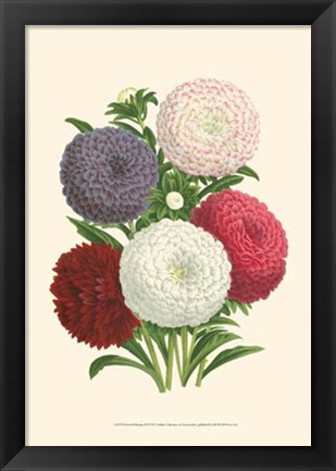 Framed Bountiful Bouquet II Print