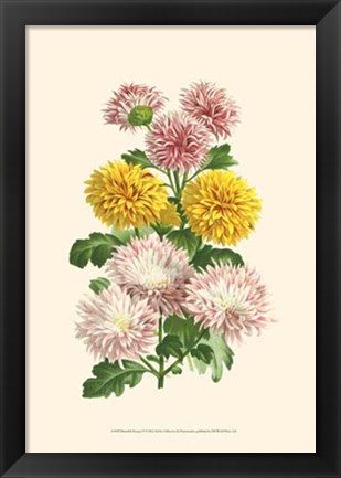 Framed Bountiful Bouquet V Print