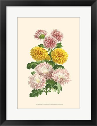 Framed Bountiful Bouquet V Print