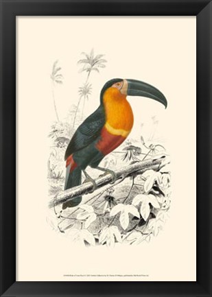 Framed Birds of Costa Rica I Print