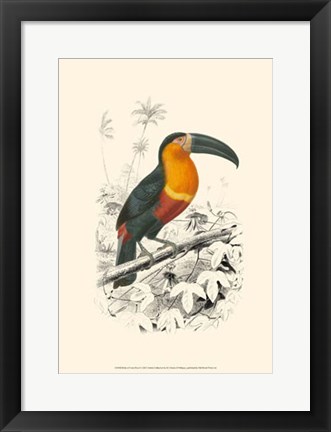 Framed Birds of Costa Rica I Print