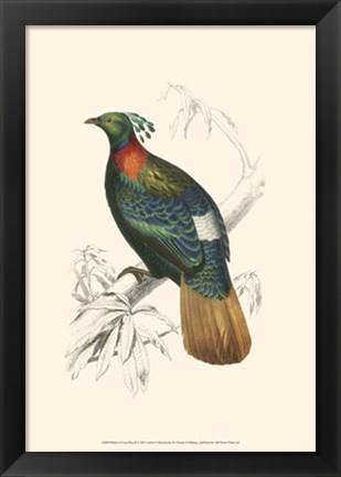 Framed Birds of Costa Rica II Print