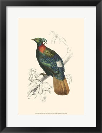 Framed Birds of Costa Rica II Print