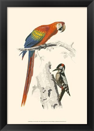 Framed Birds of Costa Rica III Print