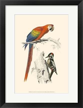 Framed Birds of Costa Rica III Print