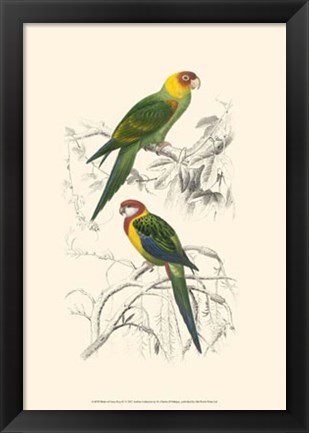 Framed Birds of Costa Rica IV Print