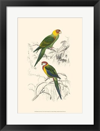 Framed Birds of Costa Rica IV Print