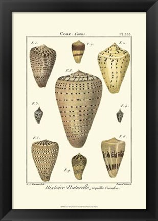 Framed Cone Shells, Pl. 333 Print