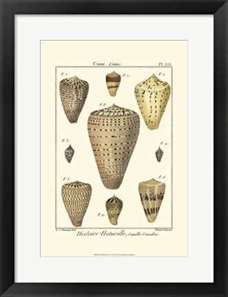 Framed Cone Shells, Pl. 333 Print