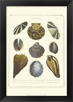 Framed Conchology Collection I Print