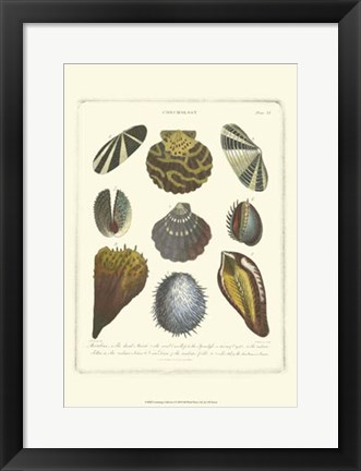 Framed Conchology Collection I Print