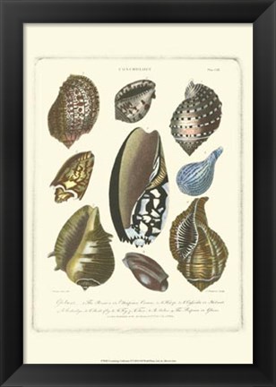 Framed Conchology Collection II Print