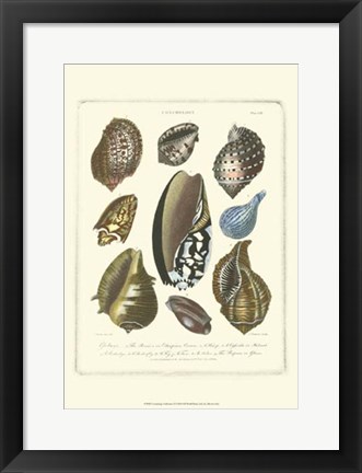 Framed Conchology Collection II Print