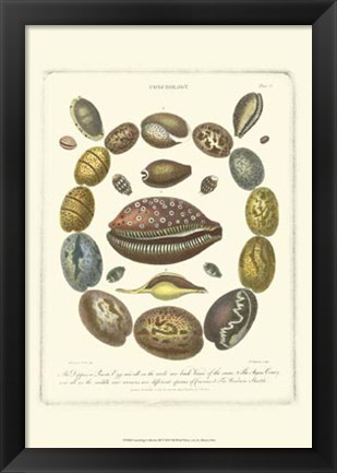 Framed Conchology Collection III Print