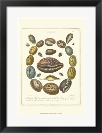 Framed Conchology Collection III Print