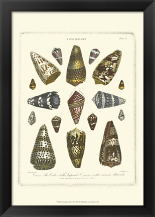 Framed Conchology Collection IV Print