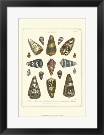 Framed Conchology Collection IV Print