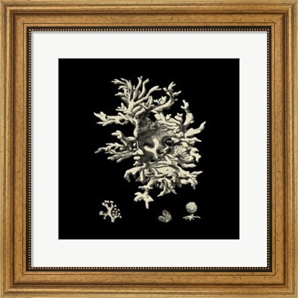 Framed Small Black &amp; Tan Coral III Print