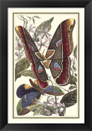 Framed Butterfly II Print