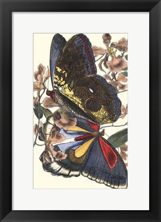 Framed Butterfly IV Print