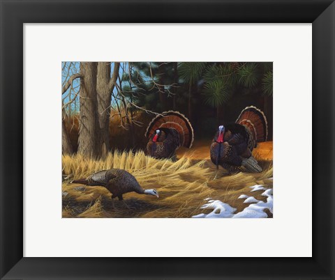 Framed Turkies Print