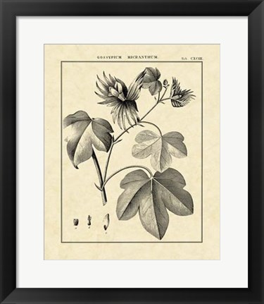 Framed Vintage Botanical Study IV Print