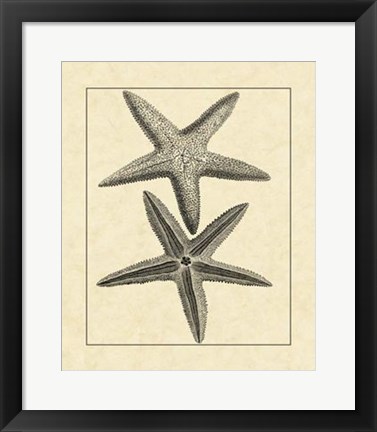 Framed Antique&amp;Deckle Vintage Starfish I Print