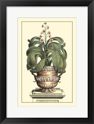 Framed Antique Munting Aloe II Print