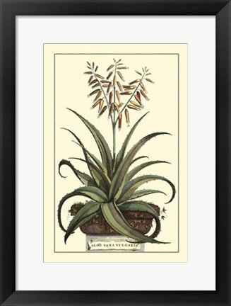 Framed Antique Munting Aloe III Print