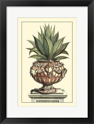 Framed Antique Munting Aloe IV Print