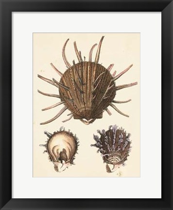 Framed Antique Diderot Shells I Print