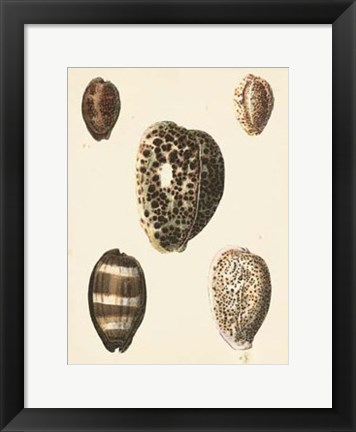 Framed Antique Diderot Shells III Print