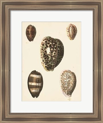 Framed Antique Diderot Shells III Print