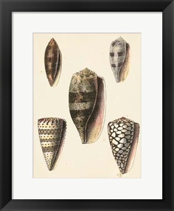 Framed Antique Diderot Shells IV Print