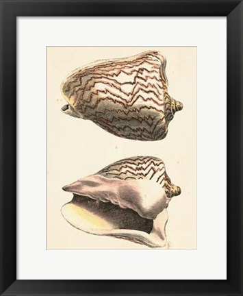 Framed Antique Diderot Shells VI Print