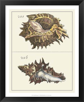 Framed Seashell Menagerie I Print