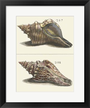 Framed Seashell Menagerie II Print