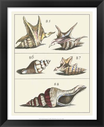 Framed Seashell Menagerie IV Print