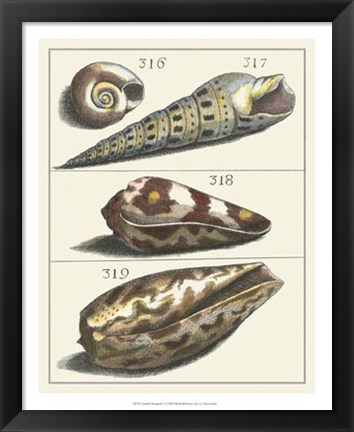 Framed Seashell Menagerie V Print