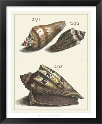 Framed Seashell Menagerie VI Print