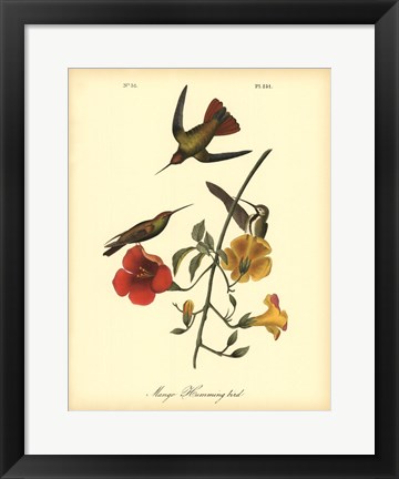 Framed Mango Hummingbird Print