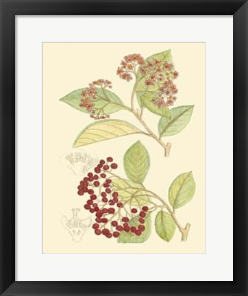 Framed Berries &amp; Blossoms II Print