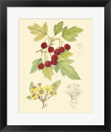 Framed Berries &amp; Blossoms III Print